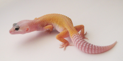 Эублефар пятнистый (Eublepharis macularius) Raptor